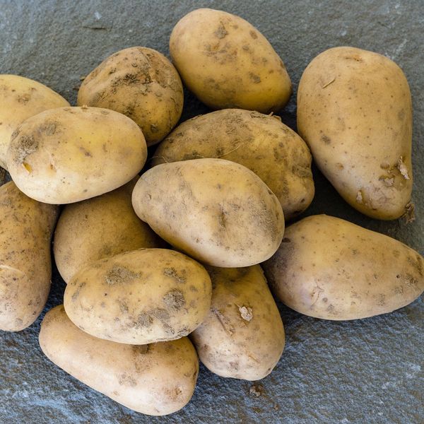 Symbolbild Kartoffelwickel